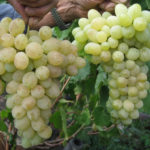 Odmiana winogron Laura (Flora)