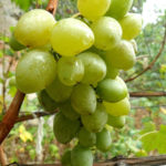 Monarch grape variety