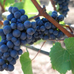 Variedad de uva Pinot noir