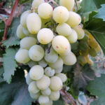 Odmiana winogron Prezent dla Zaporoża