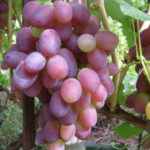 Сорт грозде Ризамат