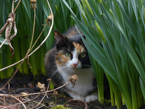 How to keep cats away from garden beds?