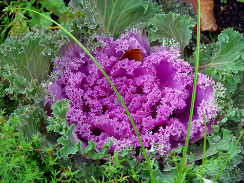 Is it okay to eat ornamental cabbage?