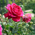 Róża Duży fioletowy (Duży fioletowy)