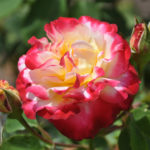 Rose Double delight