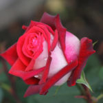 Róża Osirii