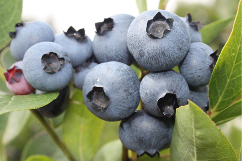 Blueberry variety Bonus