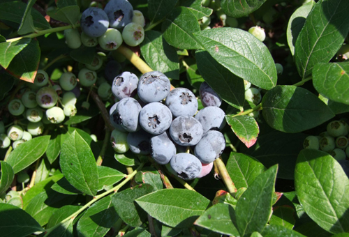 Elizabeth blueberry variety