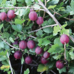 Varietà di uva spina Rosa 2