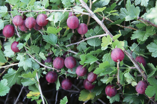 Varietà di uva spina Rosa 2