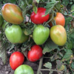 Luchador de variedad de tomate (Buyan)