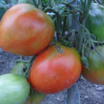 Сорт домати Данко