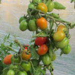 Сорт домати за деца