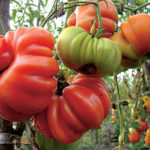 Variedad de tomate Cesta de setas