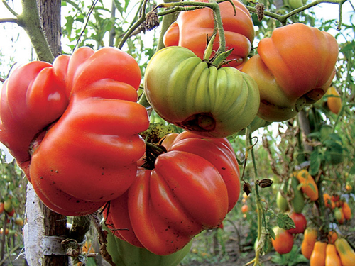 Variedad de tomate Cesta de setas