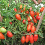 Odmiana pomidora Kibitz