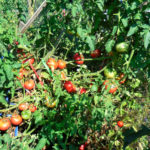 Variedad de tomate Lyubasha (F1)
