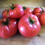 Tomato variety Mikado
