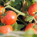 Сорт домати Verochka (F1)
