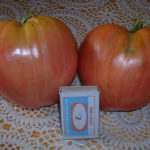 Variedad de tomate Volovye corazón