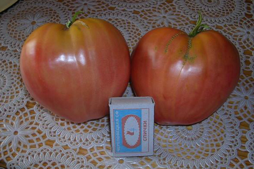 מגוון עגבניות לב Volovye