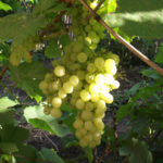 Odmiana winogron Aleshenkin (Alyosha)