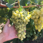 Grape variety Augustine (Phenomenon)