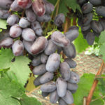 Odmiana winogron Bajkonur