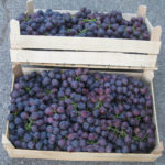Kardynałowa odmiana winogron