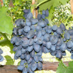 Odmiana winogron Nadieżda AZOS