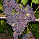 Odmiana winogron w Memory of Negrul