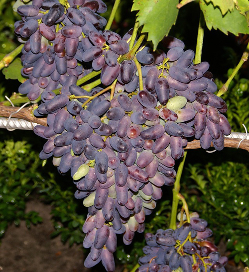 Varietà di uva in memoria di Negrul
