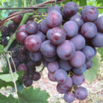Odmiana winogron Rochefort