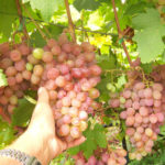 Odmiana winogron Rumba