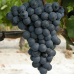 Odmiana winogron Saperavi
