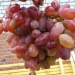 Юлиански сорт грозде