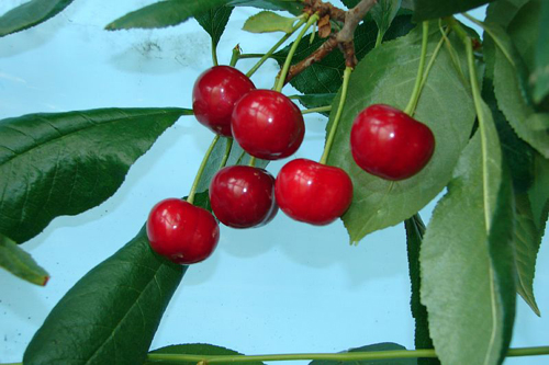 Vivaio di varietà di ciliegie (duca)