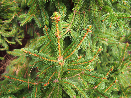 Norway spruce Compact