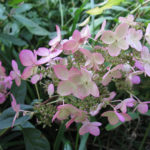 Hortensja paniculata Różowy diament