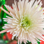 Chrysanthemum Anastasia (Anastasia)