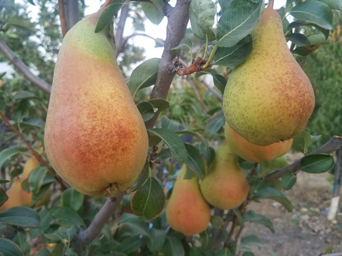Pear variety Abbot Fetel