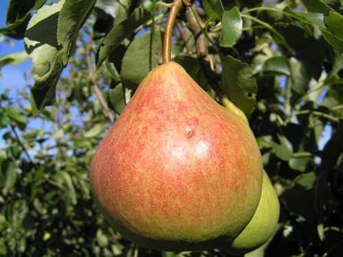 Pear variety in Memory of Yakovlev