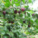 Gooseberry variety Chernomor
