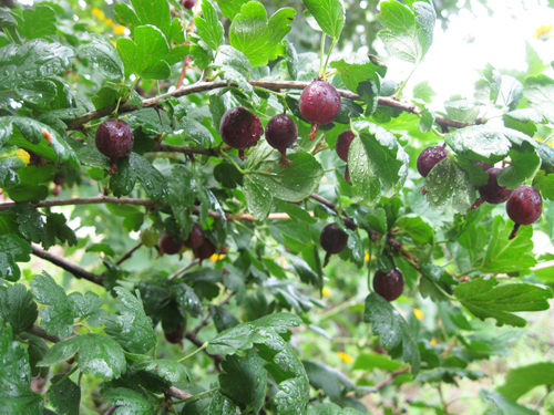 Gooseberry variety Chernomor