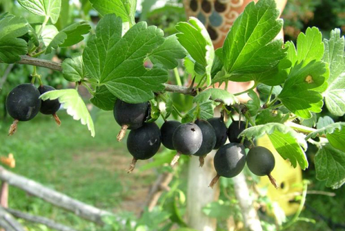 Gooseberry variety Black Negus
