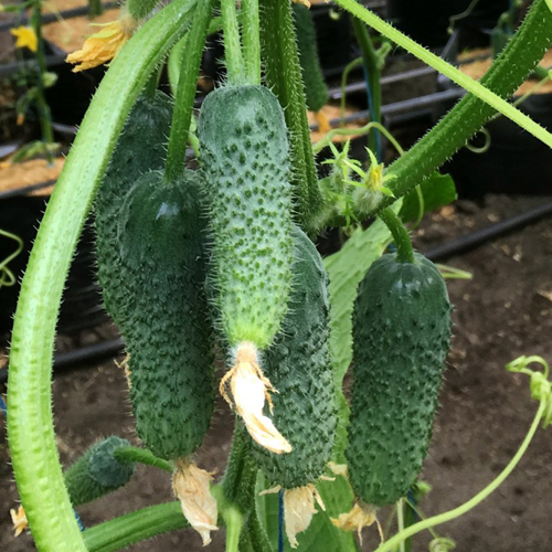 Cucumber variety Arctic (F1)