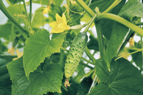Cucumber variety Babushkin's secret (F1)