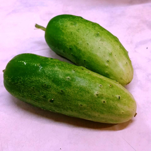 Cucumber variety Khabar