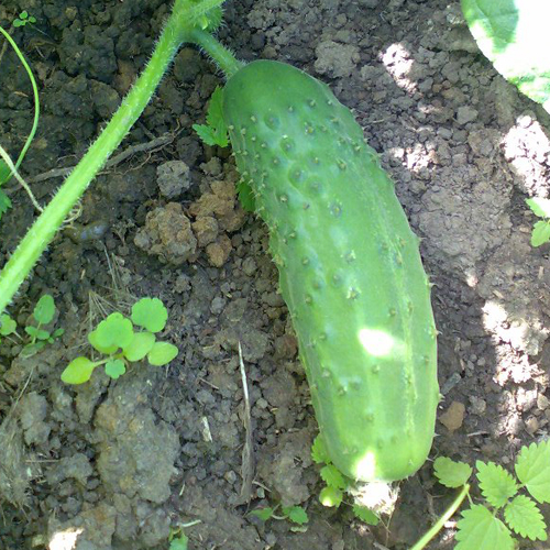 Cucumber variety Kid