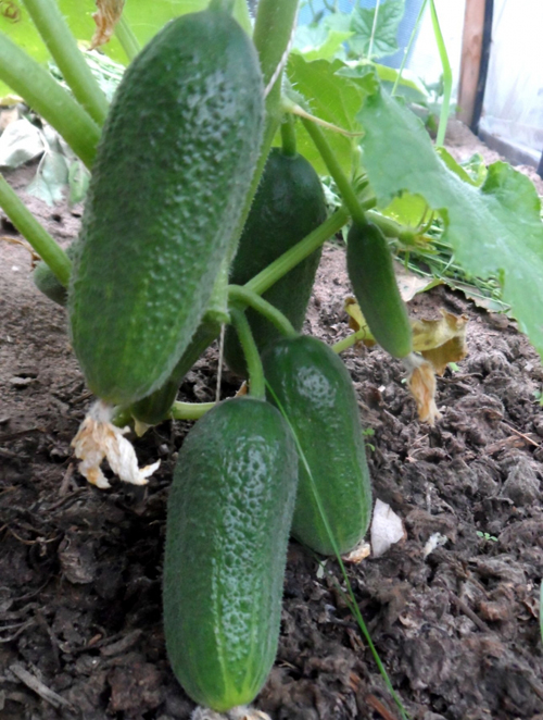 Cucumber variety Picnic (F1)